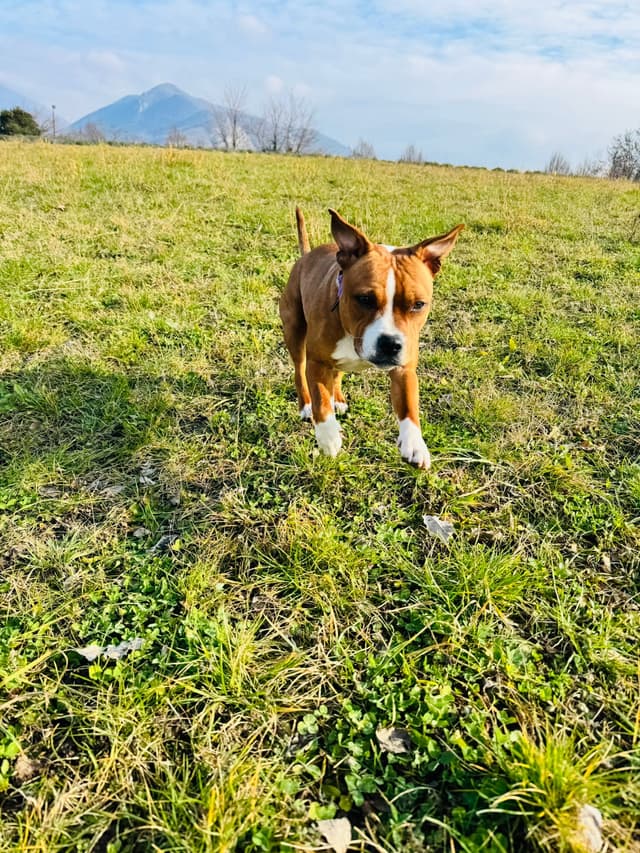 Cane Staffordshire Bull Terrier in passeggiata educativa