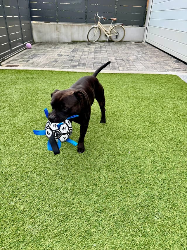 Addestramento cane con palla - educazione cinofila Brescia