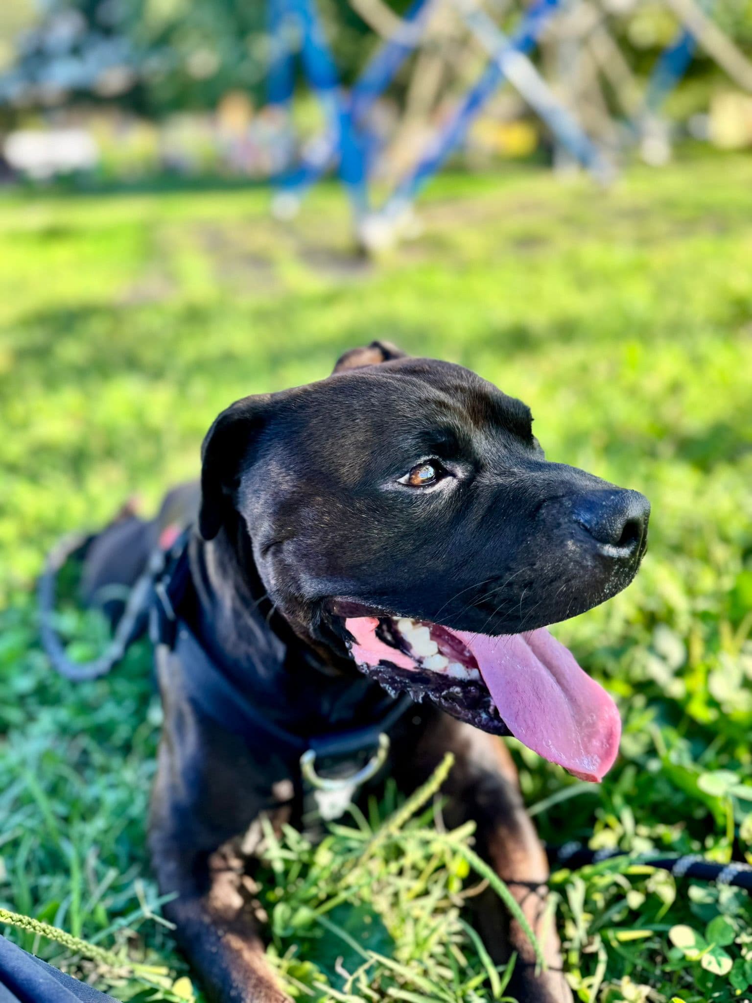 Cane rilassato dopo una consulenza di educazione cinofila a Brescia